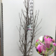 Magnolia 'Susan' 125-150 cm 15L