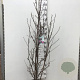 Magnolia 'Susan' 150-175 cm 15L