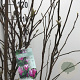 Magnolia 'Susan' 150-175 cm 15L