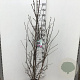 Magnolia 'Susan' 150-175 cm 15L