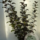 Physocarpus opulif. 'Red Baron' 80-100 cm 7,5L