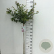 Prunus 'The Bride' 120 cm stam 7,5L