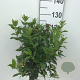 Viburnum tinus 90 cm stam 5,0L
