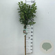 Viburnum tinus 90 cm stam 5,0L