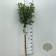 Viburnum tinus 90 cm stam 5,0L