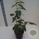Acer capillipes 60-80 cm 6L meerstammig