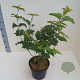 Acer davidii 60-80 cm 6L meerstammig