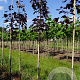 Acer plat. 'Royal Red' 8-10 HO draadkluit