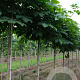 Aesculus turbinata 12-14 HO draadkluit