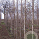 Alnus glutinosa 8-10 HO draadkluit