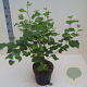 Betula papyrifera 60-80 cm 6L meerstammig