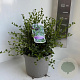 Ceanothus 'Skylark'/ Victoria 30-40 cm 5,0L