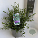 Ceanothus 'Skylark'/ Victoria 30-40 cm 5,0L