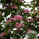 Crataegus mordenensis 'Toba' 8-10 HO draadkluit