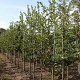 Crataegus persimilis 'Splendens' 8-10 HO draadkluit