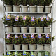 Cuphea hyssopifolia 30-40 cm 5,0L