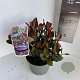 Photinia fraseri 'Little Red Robin' 20-25 cm P17