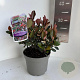 Photinia fraseri 'Little Red Robin' 20-25 cm P17