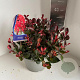Photinia fraseri 'Little Red Robin' 30-35 cm 5,0L