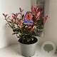 Photinia fraseri Carré Rouge 40-45 cm 5,0L
