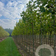 Platanus hispanica 10-12 HO draadkluit