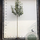 Pyrus c. 'Conference' 8-10 HO container