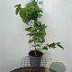 Heptacodium miconioides 60-80 cm 5,0L
