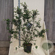 Viburnum burkwoodii 150-175 cm 20L meerstammig