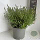 Westringia fruticosa 30-35 cm 5,0L