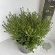Westringia fruticosa 30-35 cm 5,0L