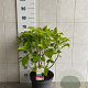 Hydrangea a. 'Annabelle' 50-60 cm 7,5L