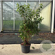 Deutzia scabra 'Plena' 80-100 cm 10L
