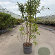 Forsythia int. 'Lynwood' 80-100 cm 10L