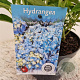 Hydrangea m. 'Little Blue' 20-25 cm 2,0L