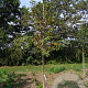 Malus 'Red Sentinel' 8-10 HO draadkluit