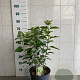 Hydrangea pan. 'Phantom' 50-60 cm 7,5L