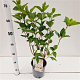 Hydrangea pan. 'Silver Dollar' 30-40 cm 2,5L