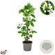 Hydrangea quercifolia 60-80 cm 7,5L