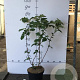 Hydrangea quercifolia 60-80 cm 7,5L