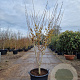 Hamamelis int. 'Westerstede' 175-200 cm container meerstammig