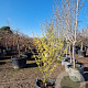 Hamamelis int. 'Westerstede' 175-200 cm container meerstammig