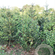 Ilex aquifolium 150-175 cm met kluit