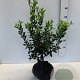 Ilex aq. 'Alaska' 50-60 cm met kluit
