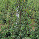 Ilex aquipernyi Dragon Lady 80-100 cm met kluit