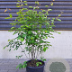 Amelanchier lamarckii 125-150 cm 25L meerstammig
