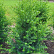 Ilex crenata 'Green Hedge' 80-100 cm met kluit
