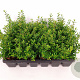 Ilex crenata 'Stokes' 15-20 cm P9