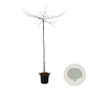 Ginkgo biloba 'Pendula' 6-8 cm 35L 220 cm stam