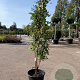 Koelreuteria paniculata 175-200 cm container meerstammig
