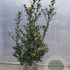 Ilex meserv. Blue Maid 100-125 cm met kluit